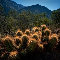 Kaktus_Mendoza.jpg