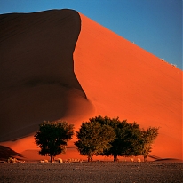 dune_trees.jpg